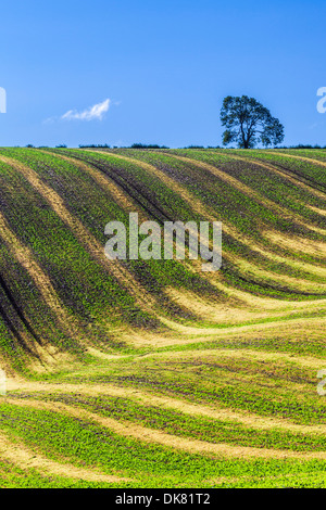 Una semplice immagine del pattern ondulato creato da giovani di colture e di solchi di un campo arato nel Wiltshire, Regno Unito. Foto Stock