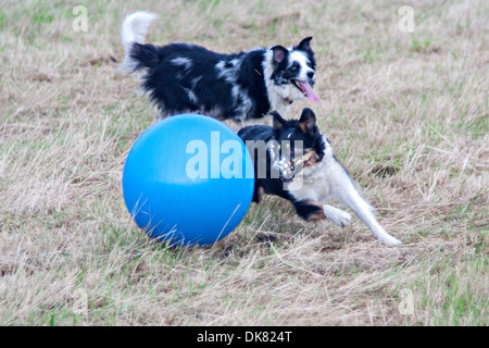 Azione treibball: due border collies imbrancandosi palla Foto Stock
