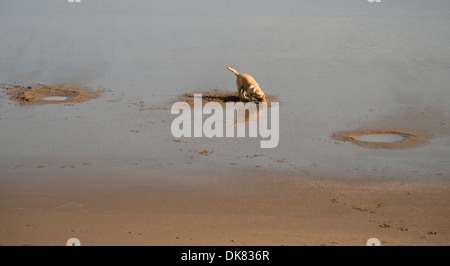 Il cane scavate tre fori nella sabbia Foto Stock