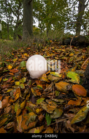 Giant puffball Calvatia gigantea Foto Stock