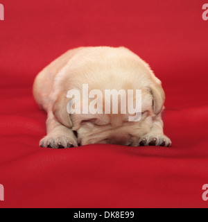 Il labrador retriever cucciolo (una settimana di età) Foto Stock