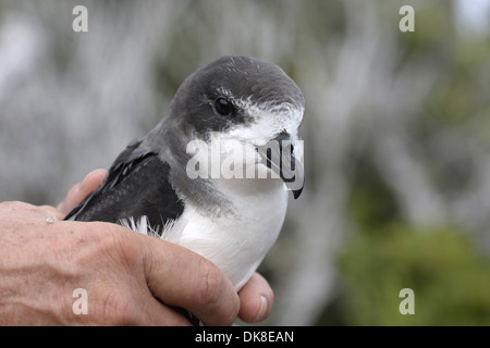 Bermuda Petrel - Pterodroma cahow gestita da Jeremy Madeiros Foto Stock