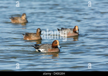 Anatre, quaglie, inverno, acqua Foto Stock