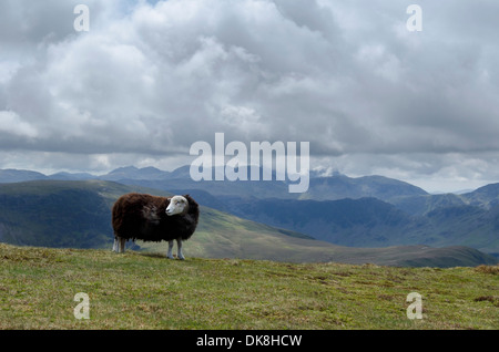 Una pecora herdwick sulla sommità del Wandope, sopra Buttermere nel distretto del lago, Cumbria, Inghilterra Foto Stock