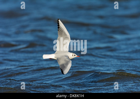 Testa nera Gabbiano, Chroicocephalus ridibundus, piumaggio invernale,in volo su acqua, Novembre, Inghilterra Foto Stock