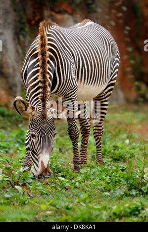 Ritratto verticale di Grevy's zebra, Equus grevyi, mangiare nella prateria. Foto Stock