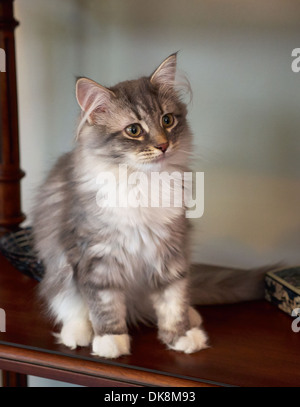 Foresta siberiana Cat, gattino Foto Stock