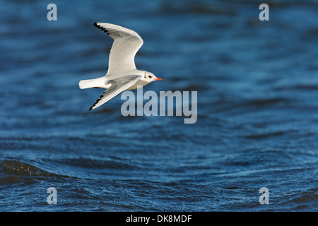 Testa nera Gabbiano, Chroicocephalus ridibundus, piumaggio invernale,in volo su acqua, Novembre, Inghilterra Foto Stock