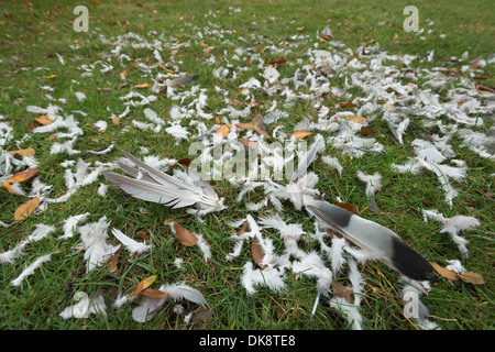 Sito e rimane da un uccello da preda kill bussa un piccione fuori del cielo in volo scattering piume dappertutto sull'erba Foto Stock