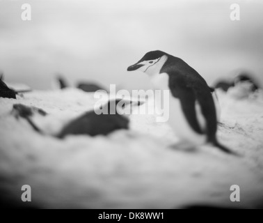 L'Antartide, isola Deception, offuscata immagine a colori di pinguini Chinstrap nidificanti nella neve in Foto Stock