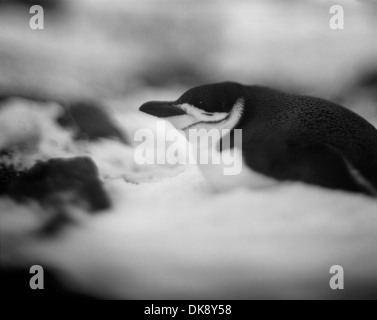 L'Antartide, offuscata immagine a colori di pinguini dal sottogola in appoggio nella neve a testa Bailey sull isola Deception nel sud Shetland Foto Stock