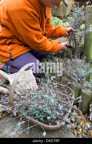 Donna giardiniere tagli lavanda per promuovere la crescita in primavera, Norfolk, Inghilterra, Novembre. Foto Stock