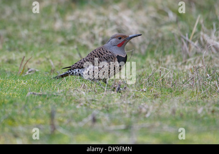 Lo sfarfallio del nord (Colaptes auratus), British Columbia, Canada Foto Stock