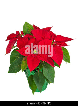 Rosso (poinsettia Euphorbia pulcherrima) in un vaso di fiori, isolato Foto Stock