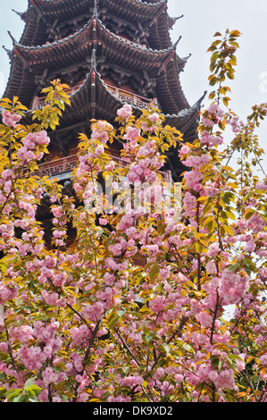 Fiore di Ciliegio nella parte anteriore di una pagoda, Shanghai, Cina Foto Stock