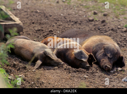 Rotbuntes Husumer Protestschwein, Dänisches Protestschwein, Deutsches Sattelschwein Abteilung Rotbuntes Schwein Husumer Foto Stock