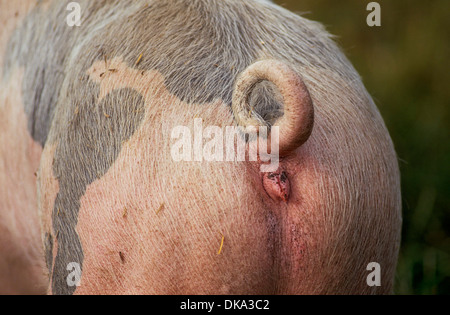 Suini domestici (Sus scrofa domesticus), SUS domesticus, suina, maiale, Hausschwein (Sus scrofa domestica), Ringelschwanz Foto Stock