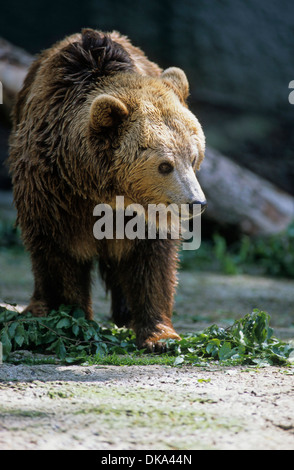 Zoo: Braunbären Gehege im, Braunbär (Ursus arctos) Foto Stock