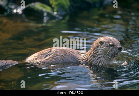 Kanadischer Fischotter, Nordamerikanischer Fischotter (Lutra canadensis), Babyzoo Wingst Foto Stock