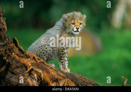 Ghepardo (Acinonyx jubatus), il gepard - Baby zwei Monate alt, Gepard (Acinonyx jubatus) Foto Stock