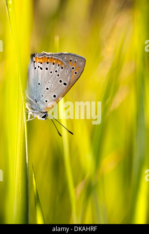 Plebejus Idas o Northern blue butterfly su sfondo giallo Foto Stock