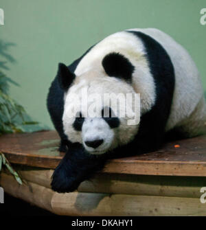 Lo Zoo di Edimburgo, Scozia, Regno Unito. Il 4 dicembre 2013. 2° anniversario di due Panda Giganti Tian Tian e Yang Guang essendo ricevuti presso lo Zoo di Edimburgo su un prestito a dieci anni dalla Cina. Foto Stock