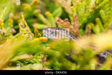 Primo piano di una lucertola marrone su un impianto di colore giallastro Foto Stock