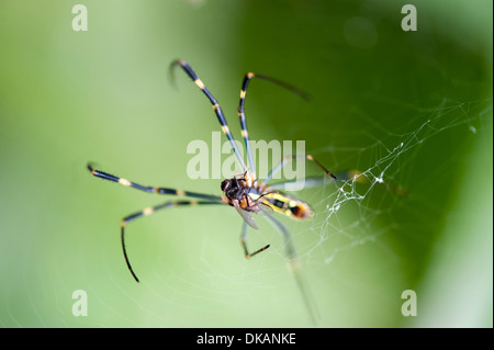 Close up spider trapping volare nel web Foto Stock