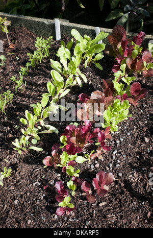 Un rilievo letto vegetale insalata di crescente piantine in primavera Foto Stock