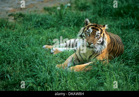 La tigre di Sumatra (Panthera tigris sumatrae), junger Sumatra-Tiger Foto Stock