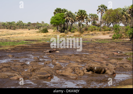 Ippopotamo si radunano in piccole pozze nella stagione secca (Hippopotamus amphibius), Katavi National Park, Tanzania Foto Stock