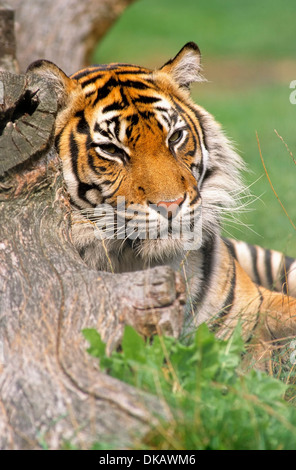 La tigre di Sumatra (Panthera tigris sumatrae), junger Sumatra-Tiger Foto Stock