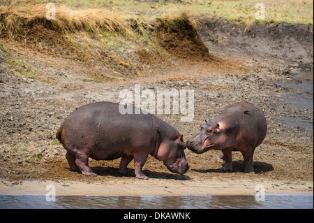 Ippopotamo (Hippopotamus amphibius), Katavi National Park, Tanzania Foto Stock