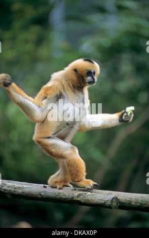 Giallo-cheeked gibbone (Nomascus gabriellae), giallo-cheeked gibbon crestato, oro-cheeked gibbon crestato, scamosciata-cheeked gibbon Foto Stock