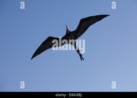 Frigate Bird Fregata magnificens volo femmina Foto Stock