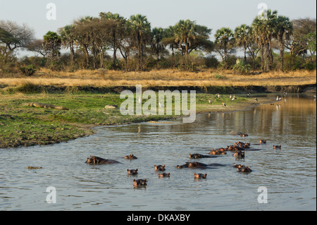 Ippopotamo nel fiume (Hippopotamus amphibius), Katavi National Park, Tanzania Foto Stock