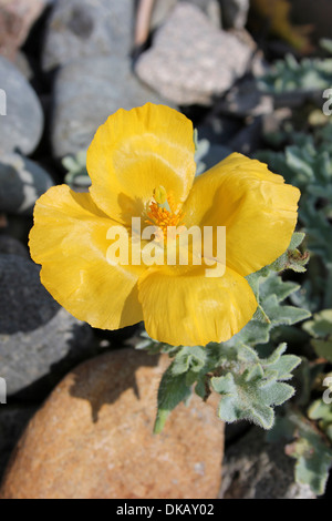 Giallo-cornuto papavero Glaucium flavum Foto Stock