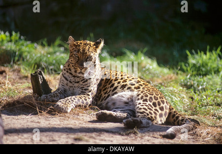 Leopard indocinese, Indochina-Leopard, Hinterindischer Leopard (Panthera pardus delacouri), Raritaet Tierpark Nordhorn Foto Stock