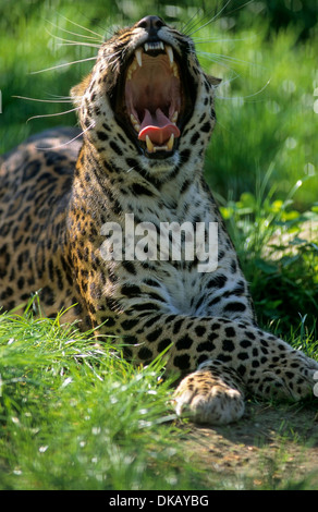 Leopard indocinese, Indochina-Leopard, Hinterindischer Leopard (Panthera pardus delacouri), Raritaet Tierpark Nordhorn Foto Stock