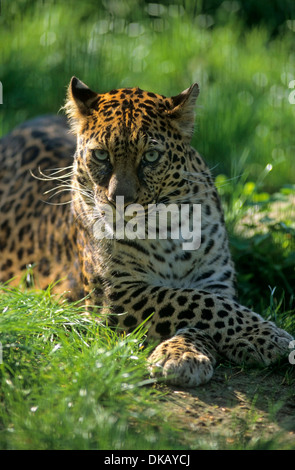 Leopard indocinese, Indochina-Leopard, Hinterindischer Leopard (Panthera pardus delacouri), Raritaet Tierpark Nordhorn Foto Stock