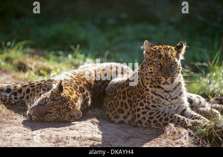 Leopard indocinese, Indochina-Leopard, Hinterindischer Leopard (Panthera pardus delacouri), Raritaet Tierpark Nordhorn Foto Stock