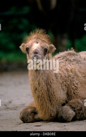 Bactrian camel (Camelus bactrianus), Trampeltier, Kamel, Trampeltier, Zweihöckriges Kamel, Baktrisches Kamel Foto Stock