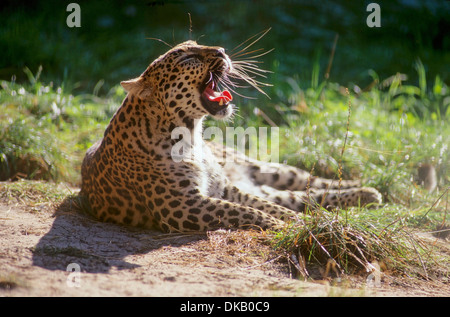 Leopard fauchend, leopard (Panthera pardus) sibila Foto Stock