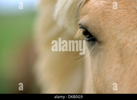 Islandpony Auge, Islanda pony occhio, cavallo islandese Foto Stock