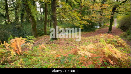 I colori autunnali a est la valle okement Parco Nazionale di Dartmoor Devon UK Foto Stock