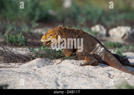 Conolophus subchristatus Land Iguana rettile Foto Stock