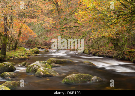 Il fiume Dart in autunno del Parco Nazionale di Dartmoor Devon UK Foto Stock