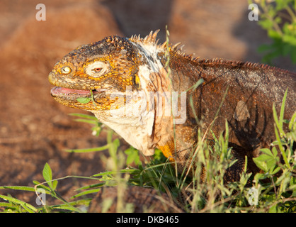 Conolophus subchristatus Land Iguana rettile Foto Stock