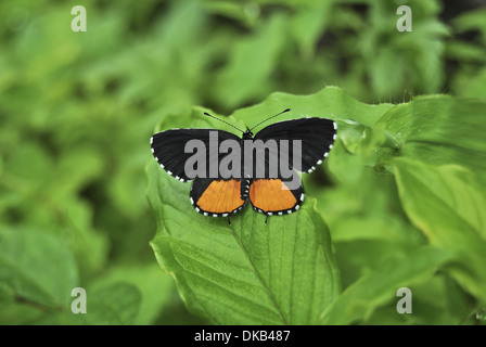 Farfalla su una foglia di Pune, Maharashtra, India Foto Stock