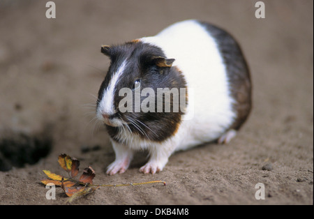 La cavia (cavia porcellus), Cavy, Hausmeerschweinchen (cavia porcellus) Foto Stock